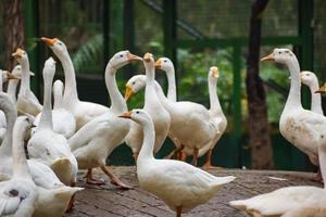 Close up White ducks inside Lodhi Garden Delhi India, see the details and expressions of ducks during evening time photo