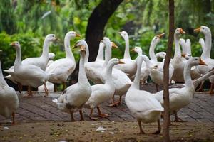 Close up White ducks inside Lodhi Garden Delhi India, see the details and expressions of ducks during evening time photo