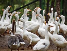 Close up White ducks inside Lodhi Garden Delhi India, see the details and expressions of ducks during evening time photo