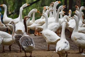 Close up White ducks inside Lodhi Garden Delhi India, see the details and expressions of ducks during evening time photo