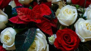 Red and White roses isolated on a white background with space for text photo