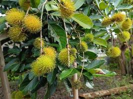 Green unripe rambutan fruit on a tree growing in the garden. Fresh fruit plantation background. photo