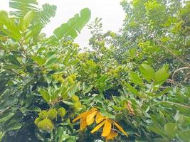Green unripe rambutan fruit on a tree growing in the garden. Fresh fruit plantation background. photo