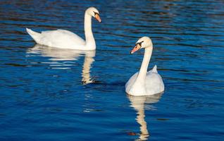 Two white swans on a lake photo