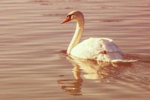 Graceful white swan photo