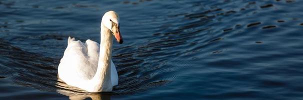 Graceful white swan photo