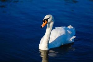 Graceful white swan photo