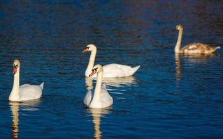 Four white swans floats in blue water of lake photo