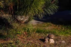 dos boletus grandes en el bosque setas comestibles porcini encontraron setas debajo de un árbol durante foto