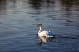 Graceful white swan photo