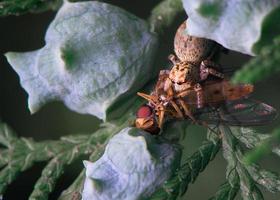 Insect in the Leaves photo