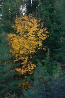 Yellow Flowers In Green Tree photo