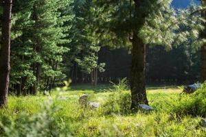 Pakistan Northern Areas Scenry photo