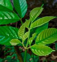 photo wallpaper of leaves in the forest