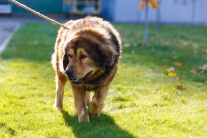 A large shaggy brown dog photo