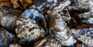 mariscos del fondo de los moluscos foto