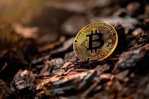 moneda bitcoin en el hueco de un árbol para almacenar bitcoins foto