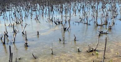 paisaje de bosque de manglar destruido, el bosque de manglar destruido es un ecosistema que ha sido severamente degradado o eliminado debido a la urbanización y la contaminación. ayudar a cuidar el bosque de manglares. foto