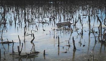 destroyed mangrove forest scenery, destroyed mangrove forest is an ecosystem that has been severely degraded or eliminated such to urbanization, and pollution. Help take care of the mangrove forest. photo