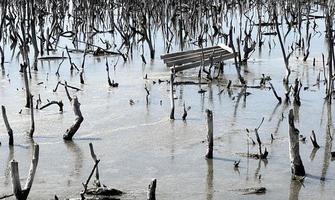 paisaje de bosque de manglar destruido, el bosque de manglar destruido es un ecosistema que ha sido severamente degradado o eliminado debido a la urbanización y la contaminación. ayudar a cuidar el bosque de manglar. foto