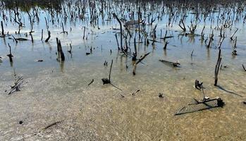 destroyed mangrove forest scenery, destroyed mangrove forest is an ecosystem that has been severely degraded or eliminated such to urbanization, and pollution. Help take care of the mangrove forest. photo