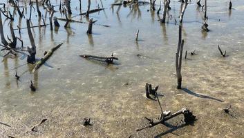 destroyed mangrove forest scenery, destroyed mangrove forest is an ecosystem that has been severely degraded or eliminated such to urbanization, and pollution. Help take care of the mangrove forest. photo