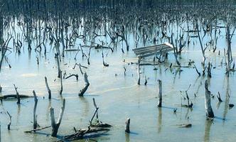 paisaje de bosque de manglar destruido, el bosque de manglar destruido es un ecosistema que ha sido severamente degradado o eliminado debido a la urbanización y la contaminación. ayudar a cuidar el bosque de manglar. foto