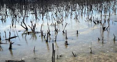 paisaje de bosque de manglar destruido, el bosque de manglar destruido es un ecosistema que ha sido severamente degradado o eliminado debido a la urbanización y la contaminación. ayudar a cuidar el bosque de manglar. foto