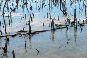 destroyed mangrove forest scenery, destroyed mangrove forest is an ecosystem that has been severely degraded or eliminated such to urbanization, and pollution. Help take care of the mangrove forest. photo