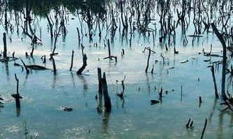 destroyed mangrove forest scenery, destroyed mangrove forest is an ecosystem that has been severely degraded or eliminated such to urbanization, and pollution. Help take care of the mangrove forest. photo