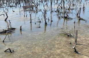 destroyed mangrove forest scenery, destroyed mangrove forest is an ecosystem that has been severely degraded or eliminated such to urbanization, and pollution. Help take care of the mangrove forest. photo