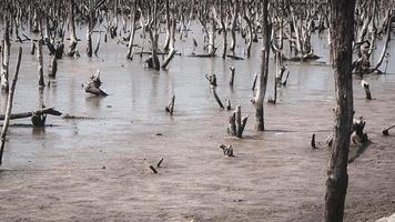 paisaje de bosque de manglar destruido, el bosque de manglar destruido es un ecosistema que ha sido severamente degradado o eliminado debido a la urbanización y la contaminación. ayudar a cuidar el bosque de manglar. foto