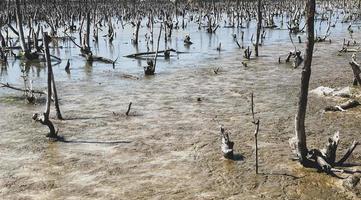 destroyed mangrove forest scenery, destroyed mangrove forest is an ecosystem that has been severely degraded or eliminated such to urbanization, and pollution. Help take care of the mangrove forest. photo