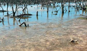 destroyed mangrove forest scenery, destroyed mangrove forest is an ecosystem that has been severely degraded or eliminated such to urbanization, and pollution. Help take care of the mangrove forest. photo