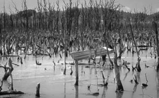 paisaje de bosque de manglar destruido, el bosque de manglar destruido es un ecosistema que ha sido severamente degradado o eliminado debido a la urbanización y la contaminación. ayudar a cuidar el bosque de manglar. foto