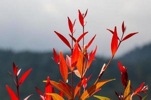 syzygium oleina u hojas frescas de brotes rojos expuestas al rocío de la mañana y generalmente se usa como planta ornamental de la casa foto