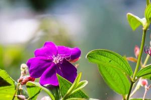 Pleroma semidecandrum is a flowering plant in the Melastomataceae family, native to southeastern Brazil. photo