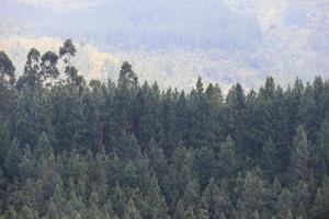 beautiful view of the hills of trees in Guci photo