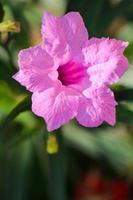 Kencana wild purple Ruellia tuberosa or Pletekan is a purple herbaceous plant that has dry seeds which can explode if exposed to dew. photo