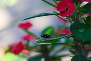 chrysomya megacephala, más conocida como mosca oriental de las letrinas o mosca azul oriental, es miembro de la familia de moscas voladoras calliphoridae. foto