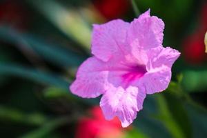 Kencana wild purple Ruellia tuberosa or Pletekan is a purple herbaceous plant that has dry seeds which can explode if exposed to dew. photo