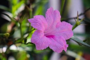 Kencana wild purple Ruellia tuberosa or Pletekan is a purple herbaceous plant that has dry seeds which can explode if exposed to dew. photo