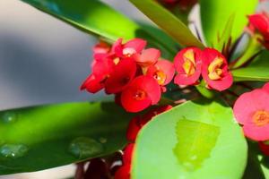 primer plano de la hermosa euphorbia milii, corona de espinas, llamada corona de cristo. flor de corona de espinas. flores frescas y frescas de euphorbia milii rojas expuestas al rocío en el jardín. foto