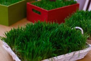 Novruz, semeni fresh wheat grass decorated, copy space for text photo