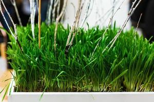 Germinated wheat. Holiday of arrival of spring - Novruz. photo