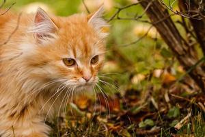 hermoso gato caminando en otoño en noviembre foto