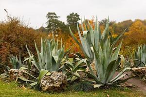 ardilla sentada junto al parque de otoño de cactus foto