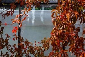 Modern home surrounded by autumn season with maple leaves on ground and trees turning bright colors photo