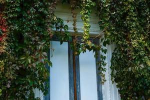 las hojas rojas y verdes de la vid de otoño decoran la pared de piedra y los crecimientos de arbustos de la puerta de madera de la arcilla foto