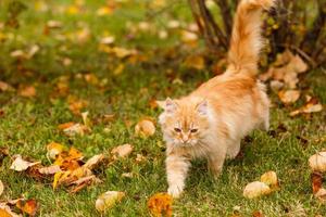 hermoso gato caminando en otoño en noviembre foto